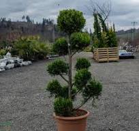 Cyprusovec leylandský (CUPRESSOCYPARIS LEYLANDII),CLT 45,Pon-Pon ,160-180