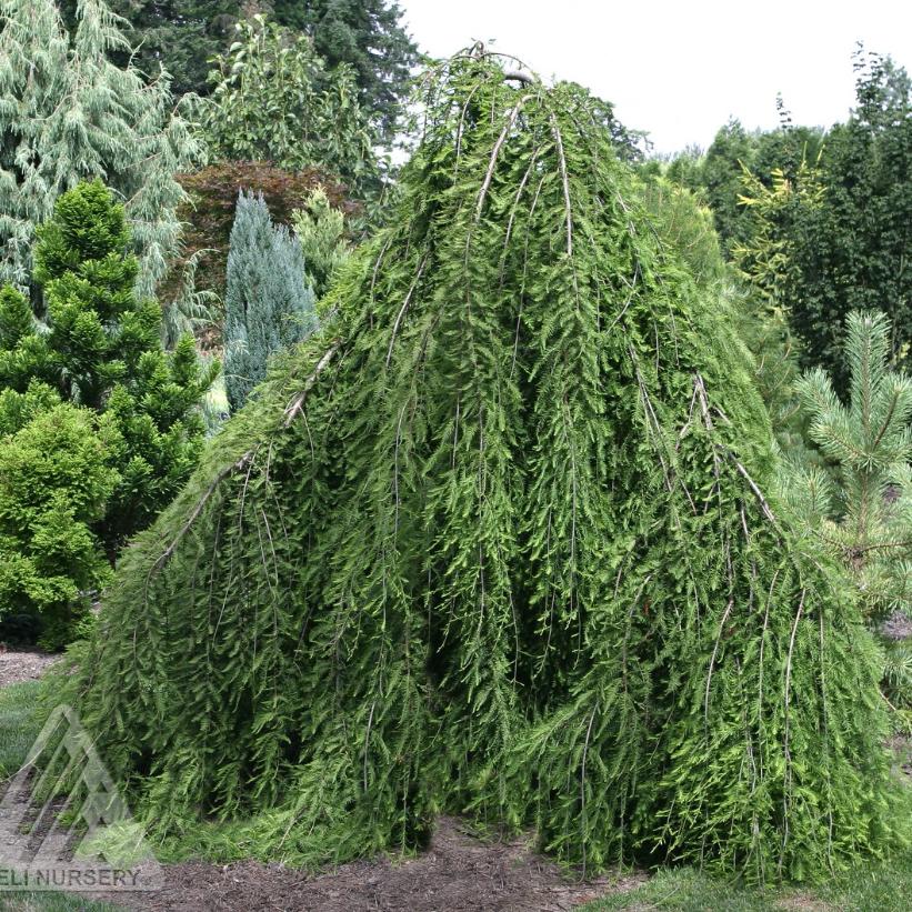 TAXODIUM DISTICHUM "Cascade Falls",Clt 25, 8-10 Alto fusto