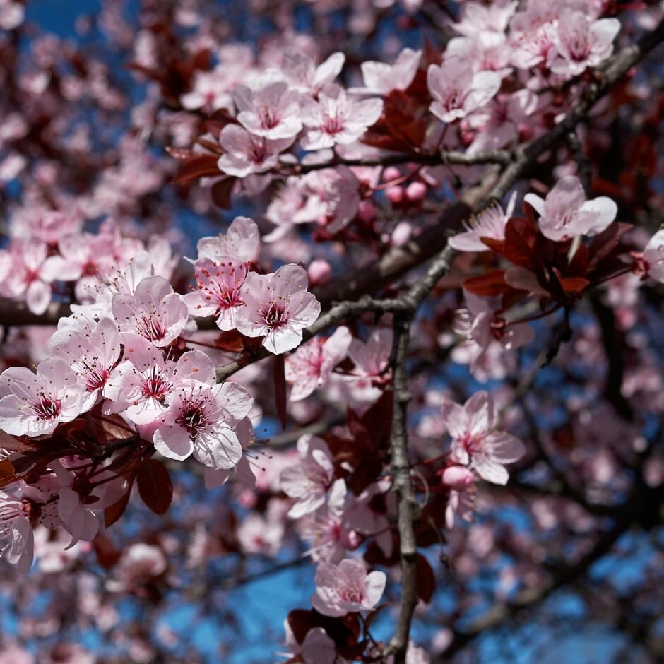 PRUNUS CERASIFERA "Pissardii Nigra",Clt 18, 150-175