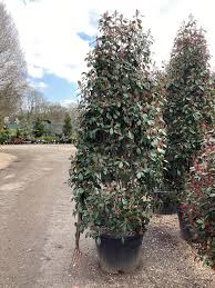 Červienka (PHOTINIA x FRASERI) "Robusta Compact",Clt 45 150-175 Cono