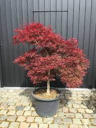 ACER (GIAPPONESE) DISSECTUM "Garnet" Clt.130 150-175, 16-18 1/2 Fusto