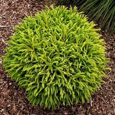 Kryptoméria japonská (CRYPTOMERIA JAPONICA) "Globosa Nana", Ciotola 30, 1/4 Fusto