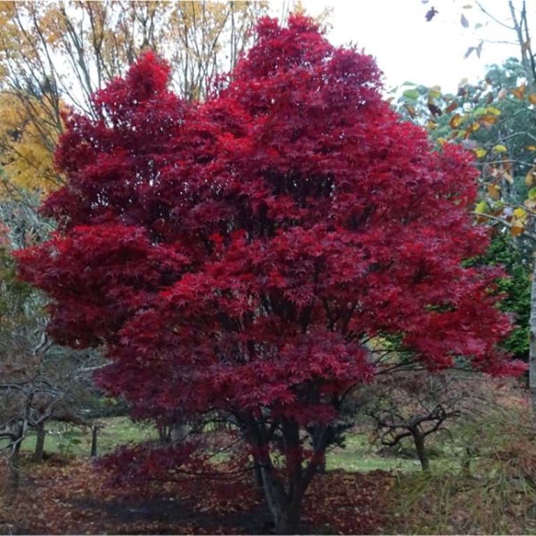 ACER (GIAPPONESE) PALMATUM "Skeeter's Broom" Clt.30, 125-150 forte