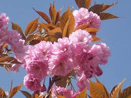 PRUNUS SERRULATA "Kanzan" Clt.45, 14-16 Alto Fusto