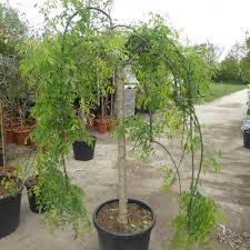 SOPHORA JAPONICA "Pendula" Clt.30 8-10 1/2 fusto