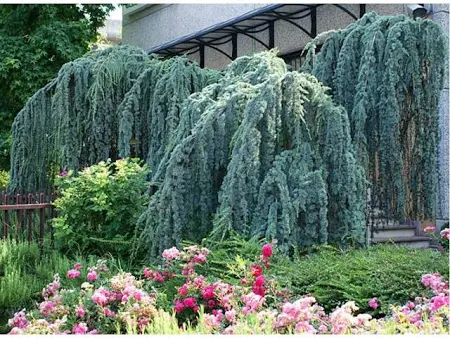 CEDRUS ATLANTICA "Glauca Pendula" Clt.30, 8-10 1/2 fusto