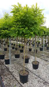 ROBINIA PSEUDOACACIA "Umbraculifera"
