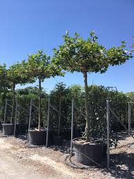PLATANUS ACERIFOLIA Clt. 130, 20-25 Alb. Spalliera