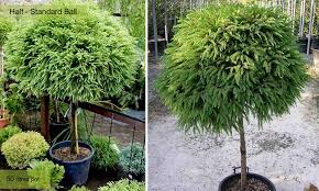 CRYPTOMERIA JAP. "Globosa Nana" Clt.10/12, 1/2 fusto