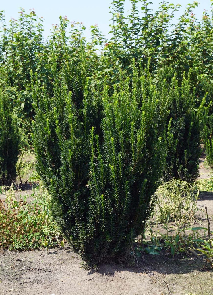 TAXUS MEDIA "Hillii" Clt.30 120-140