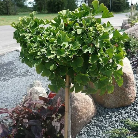 GINKGO BILOBA "Mariken" Clt.15 1/2 Fusto