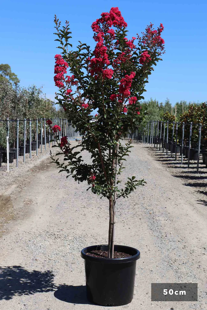 LAGERSTROEMIA INDICA Clt.18 6-8 Alto fusto