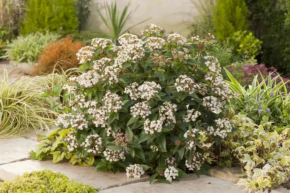 VIBURNUM TINUS "Eve Price" Clt.25 60/70 Extra Palla