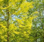 Gledíčia trojtŕňová GLEDITSIA TRIAC. "Sunburst" Clt.30 8-10 Alto Fusto