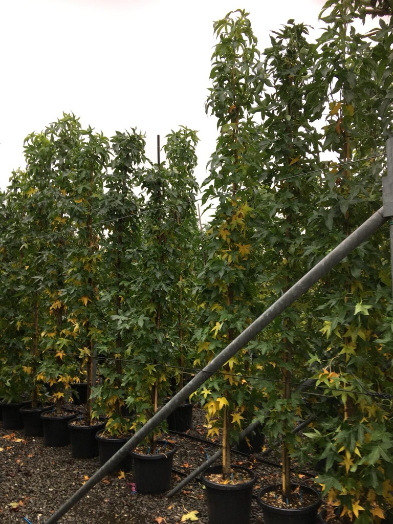 Ambrovník styraxový LIQUIDAMBAR STYRACIFLUA "Slender Silhouette" Clt.35 300-350