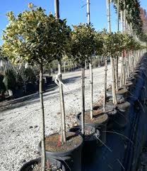 ILEX AQUIFOLIUM "Variegatum" Clt.18 1/2 Fusto