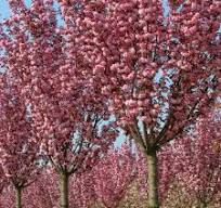 PRUNUS (Giapponese) SERRULATA "Royal Burgundy Clt.25, 8-10 Alto fusto