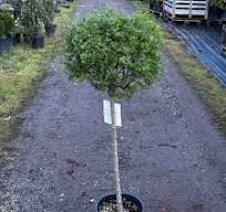 Orgován perský SYRINGA PERSICA  Clt.18-25 1/2 fusto