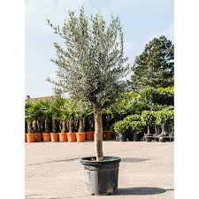 OLIVO (Olea) Europaea Clt.30, 6-8 1/2 fusto