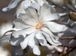 Magnólia hviezdokvetá (MAGNOLIA (SPOG.) STELLATA Clt.15, 1/2 fusto