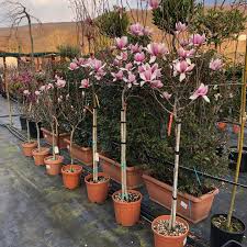 Magnólia Loebnerova (MAGNOLIA (SPOG.) LOEBNERI) "Leonard Messel Clt15, 1/2 fusto