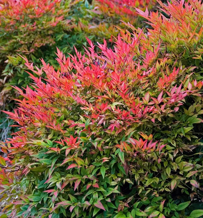 Nandina domáca NANDINA DOMESTICA "Gulf Stream"Clt15 50-60