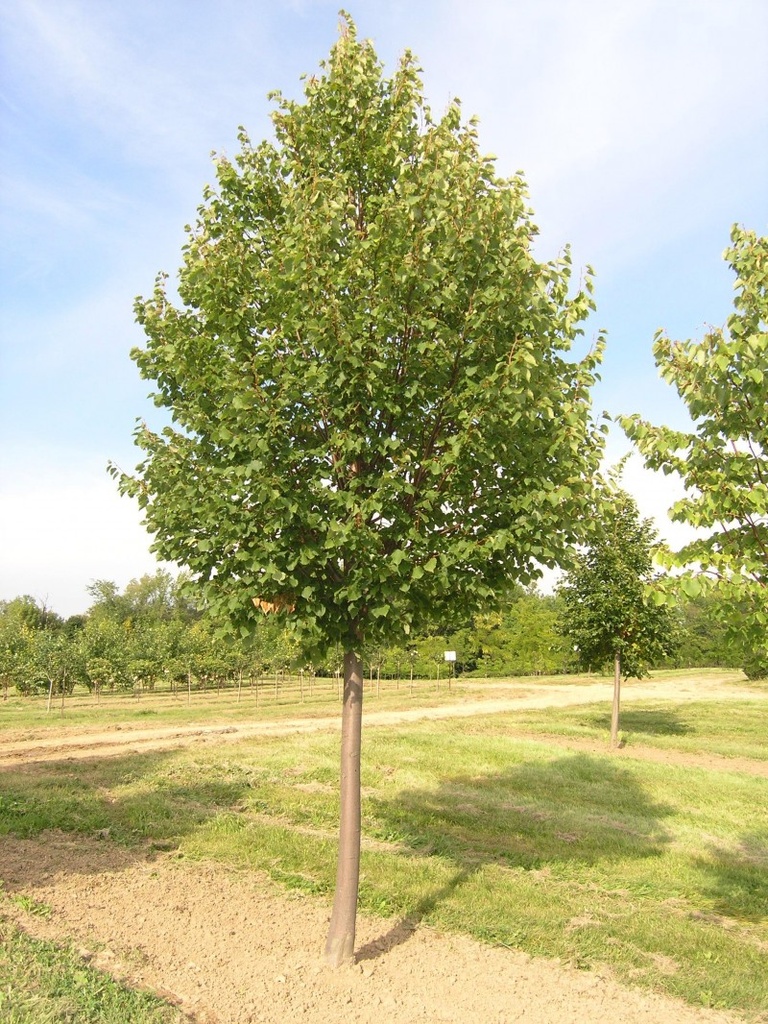 TILIA CORDATA "Greenspire" Clt.30 8-10 Alto fusto