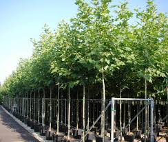 Platan javorolistý PLATANUS ACERIFOLIA Clt.35 10-12 Alto fusto