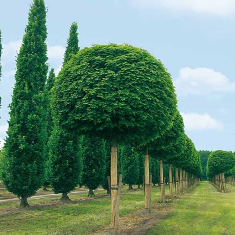 ACER PLAT. "Globosum" Clt.25 50-601/4 fusto