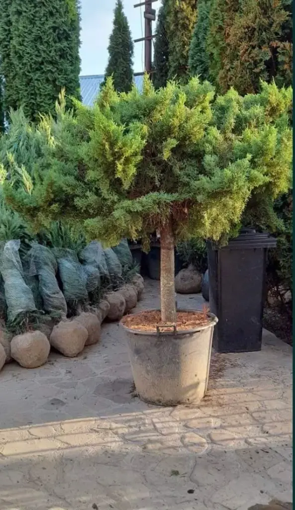 Borievka netatová JUNIPERUS SABINA "Tamariscifolia" Clt.30-35 1/2 Fusto Bonsai