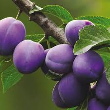 SUSINO (Prunus Domestica) Clt.70 14-16 1/2 fusto