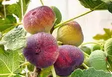 Figovník obyčajný (FICUS CARICA) "Fico" Clt.80 14-16 1/2 fusto
