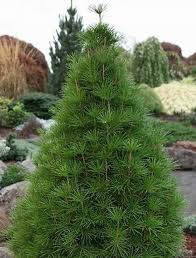 Dáždnikovec praslenovitý (SCIADOPITYS VERTICILLATA) Clt.110 200-250 extra