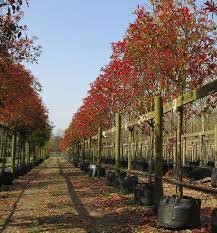 Červienka (PHOTINIA x FRASERI) "Red Robin" Clt.30 100x120, 8-10 Alb. SPALLIERA