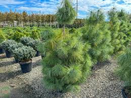 Borovica hladká (PINUS STROBUS) "Wallichiana" clt.20 80-100