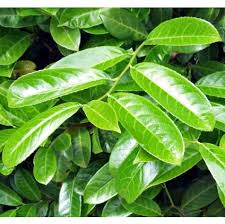 PRUNUS LAUROCERASUS "Novita" clt.110 125-150 Forte multitronco