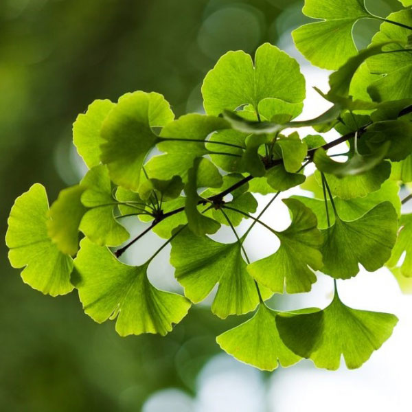 Ginko dvojlaločné (GINKGO BILOBA) clt.70 250-300 Ceppala