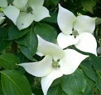 Drieň japonský CORNUS KOUSA "China Girl"clt.70 250/+ forte