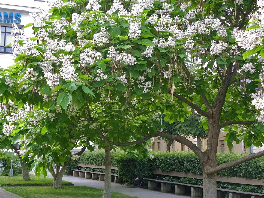 CATALPA BIGNONIOIDES clt.55 175-200 Ceppala