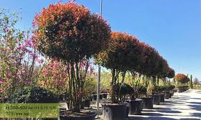 PHOTINIA x FRASERI "Red Robin" clt.90 200/+ Miltitronco