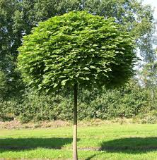 CATALPA BUNGEII "Nana" clt.35 12-14 Alto fusto