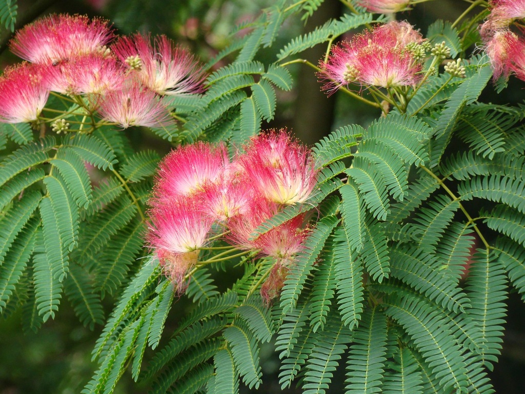 ALBIZIA JULIBRISSIN clt.15 6-8 Alto fusto