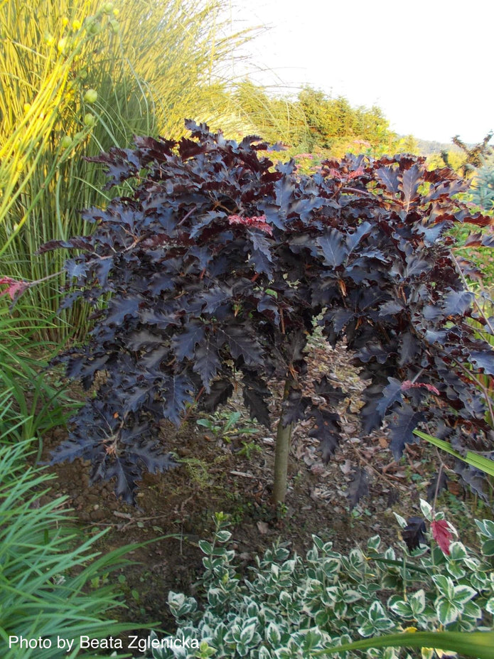 FAGUS SYLVATICA "Red Weeping" clt.15 5-6 Alto Fusto