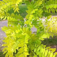 GLEDITSIA TRIAC. "Inermis" clt.55 320-350 Ceppala