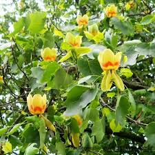 LIRIODENDRON TULIPIFERA clt.30 8-10 Alto fusto