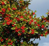 CRATAEGUS LAVALLEI "Carrierei" clt.25 8-10 Alto Fusto