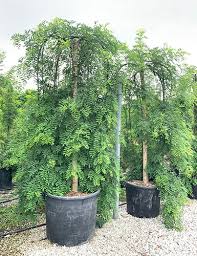 Sofora japonská SOPHORA JAPONICA "Pendula" clt.130 16-18 Alto Fusto