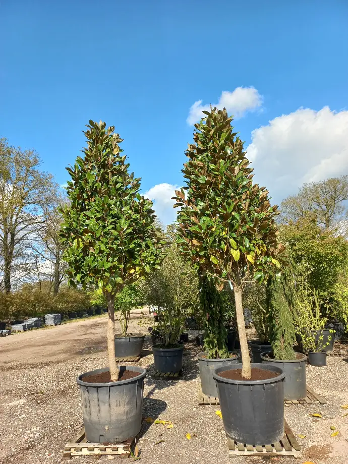 MAGNOLIA GRANDIFLORA "Gallissoniensis" clt.30 100-125