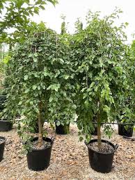 MORUS (gelso) ALBA "Pendula" clt.45 10-12 Alto Fusto