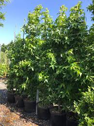 LIQUIDAMBAR STYRACIFLUA "Slender Silhouette" clt.30 350-400